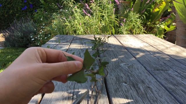 HOW TO PROPAGATE MORNING GLORY: Using a Fast and Simple Technique | BirdofParadise смотреть онлайн