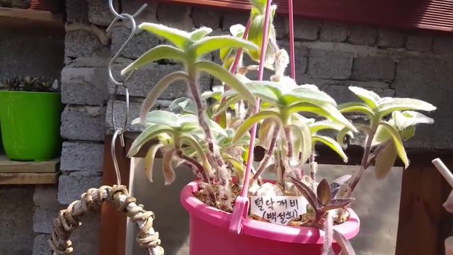 행거용 예쁜다육이들 succulent plant 친절한광자씨 смотреть онлайн