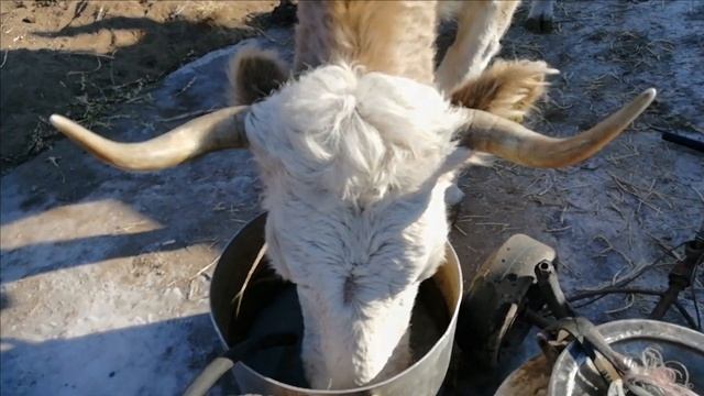 #Анапа /Осталось 5 дней до переезда на Юг/Каменное дерево/#Гостагаевская/ На ПМЖ в Кубань. смотреть онлайн