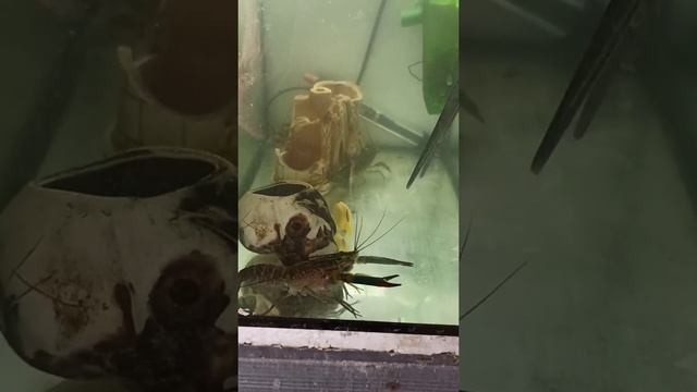 Превосходное обоняние у раков! ТЕСТ!