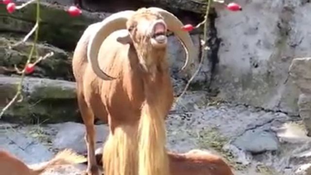 Красивое пение смотреть онлайн