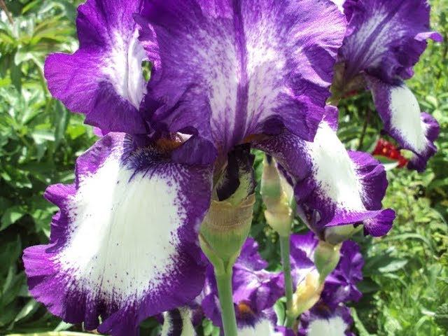 Ирис Степпинг Аут, ирис Аттеншн Плиз, пион Ред Чарм смотреть онлайн