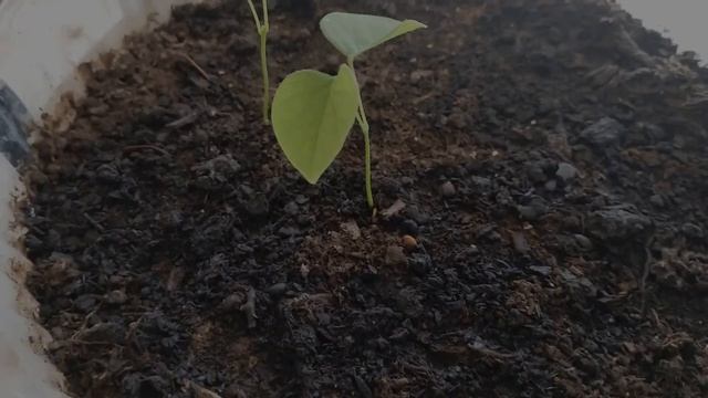 Амурская акация (Маакия амурская) выращиваем из семян. Этап 3. смотреть онлайн