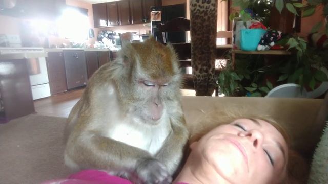 Relax Relax ASMR Macaque смотреть онлайн