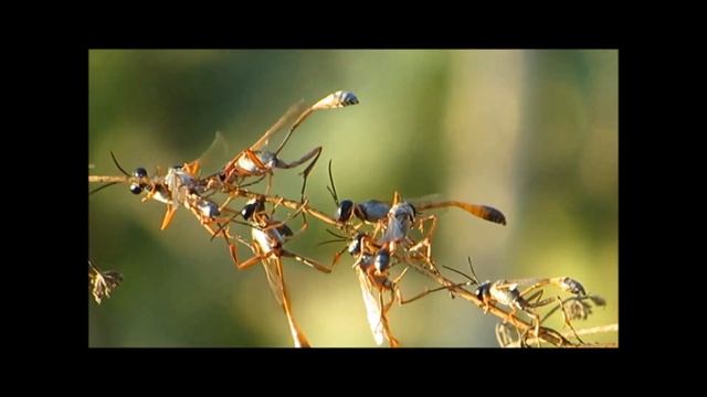 Social wasps and wasps solitary. Общественные осы и осы одиночные смотреть онлайн