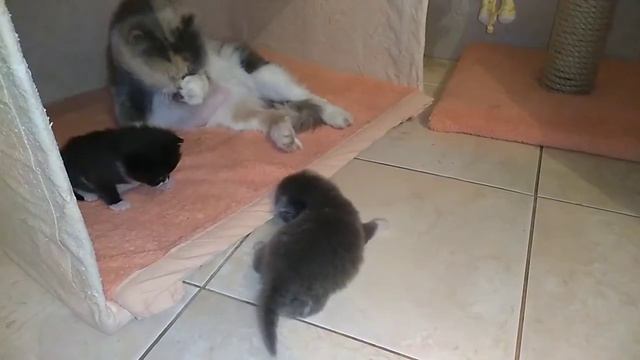 Растут малыши- пятнадцать дней🐈🐈Хорошенькие такие Кому нужны игрушечки живые . Можно занимать смотреть онлайн