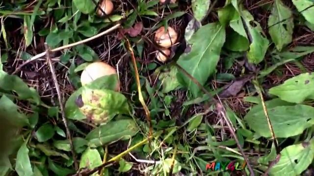 Масленок Зернистый Лес в Гусино смотреть онлайн