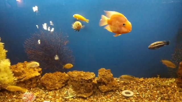 Рыбки в аквариуме. Раслабляющая музыка.