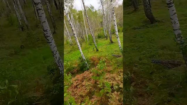 Летаем в берёзках #drone смотреть онлайн