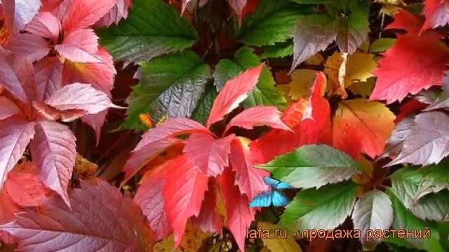 Виноград пятилисточковый Редвалл Троки ? обзор: как сажать, рассада винограда Редвалл Троки смотреть онлайн