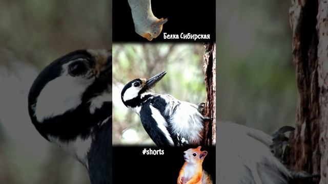 Дятел собирает еду для птенцов