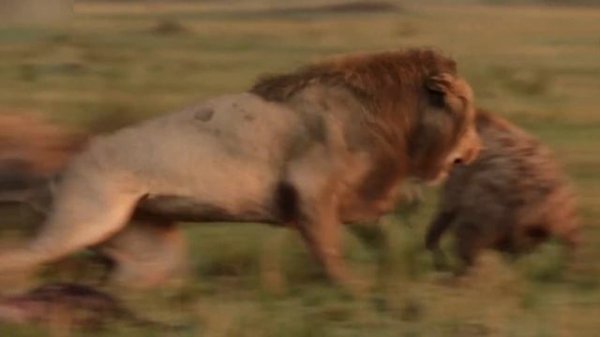 TENCA - Лев // Lev ( Video )