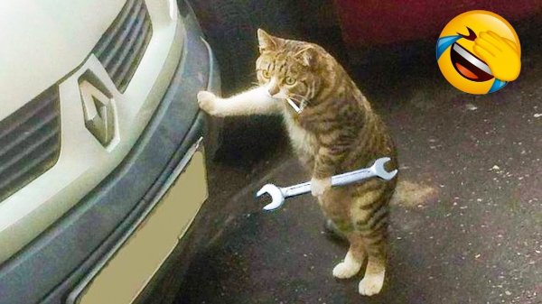 funniest-animal-best-of-the-2024-funny-dogs-and-cats-videos
#funnyanimals #animals