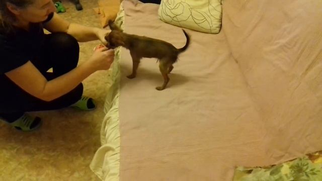 Щенок той-терьера 3 месяца смотреть онлайн