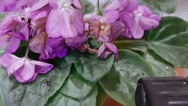 ?ЦВЕТОЧНЫЕ дела//ОРХО ОБРАБОТКА и омоложение ФИАЛОК! смотреть онлайн