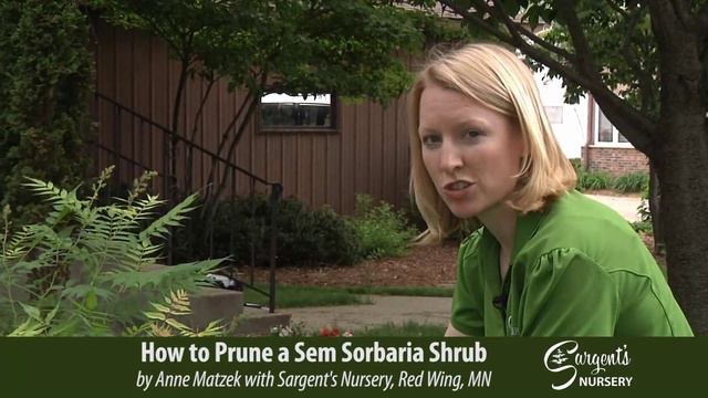 How to Prune a Sem Sorbaria Shrub - Sargent's Nursery, Inc. смотреть онлайн