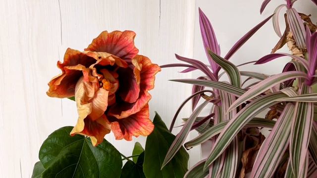 Hibiscus Crown Jelly Fish 🌺🥰