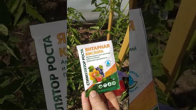 ТОМАТЫ СКАЖУТ НАМ СПАСИБО И ЗАВАЛЯТ ОБИЛЬНЫМ УРОЖАЕМ! смотреть онлайн