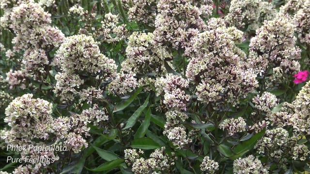 Phlox Paniculata Pure Feelings ® - 4-K