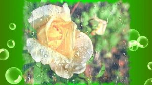 Футаж. Цветы под дождём 15  Footage. Flowers in the rain 15