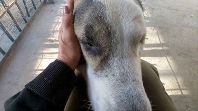 Алабай умирал от голода и холода. #animalshelter #dogsshelter #приютдлясобак #бездомныеживотные смотреть онлайн
