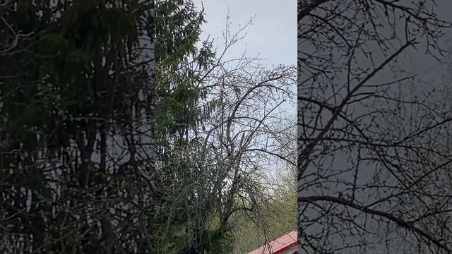 Отцы и дети лесной горлицы смотреть онлайн