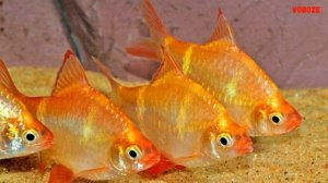 Рыбка Барбус Суматранский - полосатое аквариумное чудо. Содержание, разведение барбуса