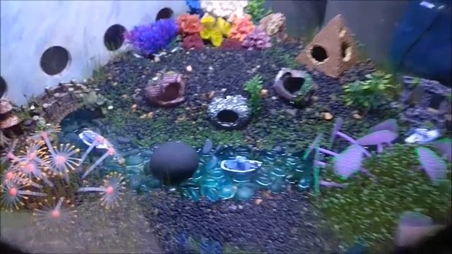 Выращиваю водоросли с семян Али под новый дизайн аквариума. смотреть онлайн