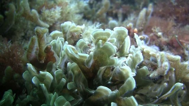 MASTS opening sequence with audio смотреть онлайн