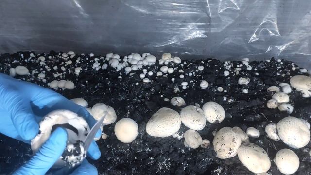 Шампиньоны в домашних условиях. Первоя волна смотреть онлайн