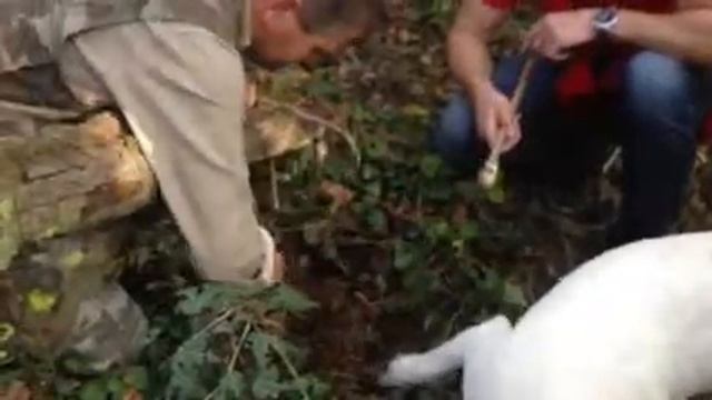 КАК ИСКАТЬ ТРЮФЕЛИ смотреть онлайн