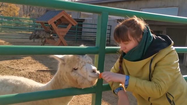 Забавное Кормление Ламы. 2019. Зоопарк. Lama..