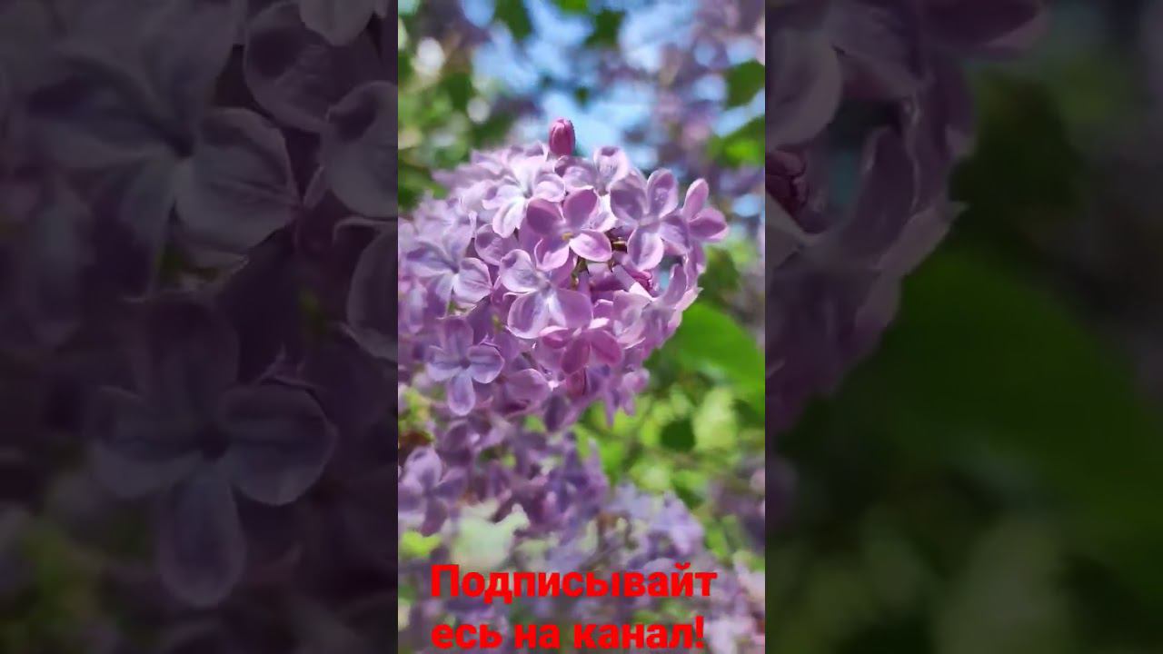 Сирень цветет. Красиво!!!!! смотреть онлайн