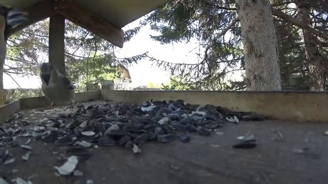 Бёрдвотчинг #3 ЗЕЛЕНУШКА в кормушке смотреть онлайн