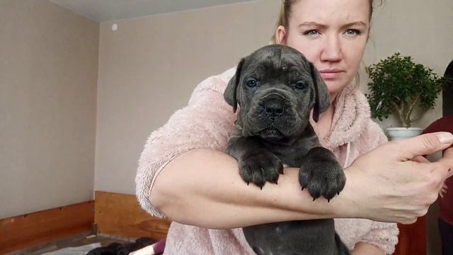 Серая девочка смотреть онлайн