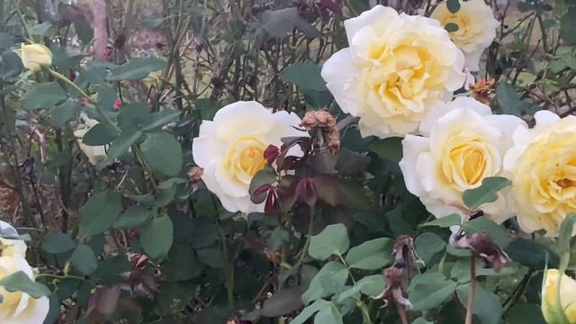 Best Yellow Roses/Disease Resistant/Elina смотреть онлайн