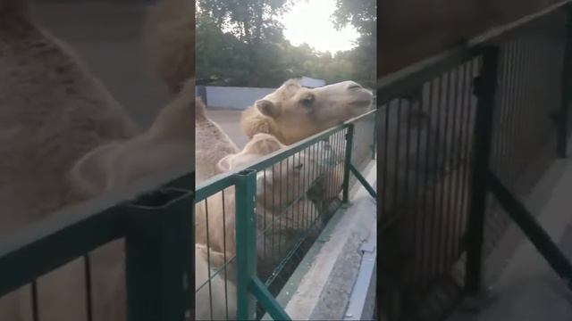 Верблюды зоопарк Одесса смотреть онлайн