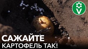 ЧТОБЫ КАРТОШКА УРОДИЛА, САЖАЙТЕ ЕЕ ТАК! Как и когда посадить картофель?