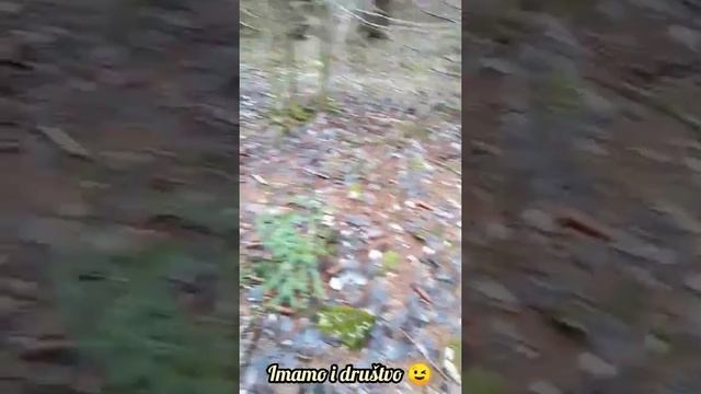 Potraga za jestivom gljivom šmrljkom-smrčkom#gljive смотреть онлайн