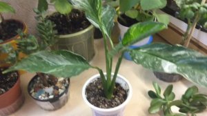 Спатифиллум Джемини (часть 1)