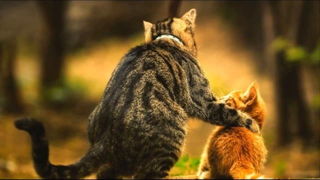 Притча "Про Счастье и Мудрого кота" смотреть онлайн