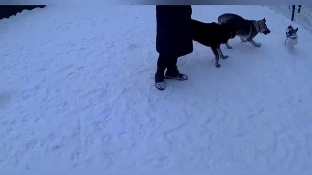 Метис ВЕО,Альфа, дворняжка, ВЕО и Австралийская овчарка|Веселье на площадке смотреть онлайн