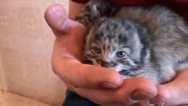 В Бурятии нашли котят манула смотреть онлайн