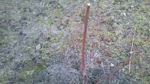 Черешня. Формировка низкорослой черешни.