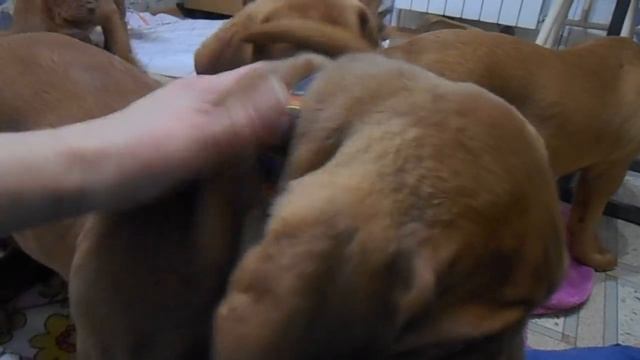 Копия видео "ждем ответственных мам и пап. Щенки бордоского дога рожденные 12.09.16 г." смотреть онлайн