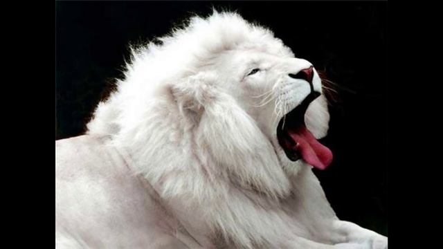 Болезнь "Альбиносы" - что это такое? смотреть онлайн