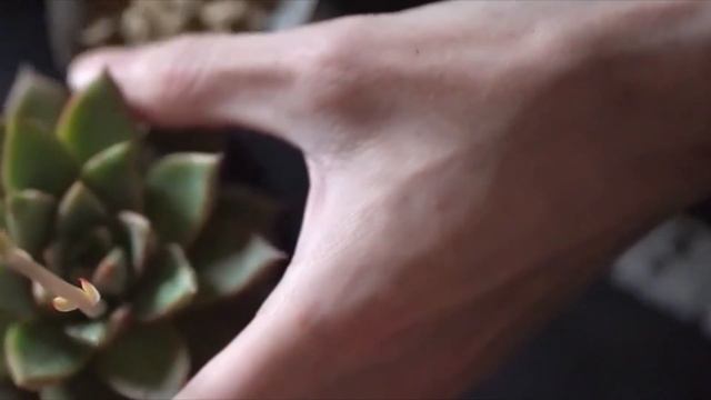 ASMR エケベリア　ハオルチア　多肉植物　植替え　土いじり　Echeveria Haworthia repotting смотреть онлайн