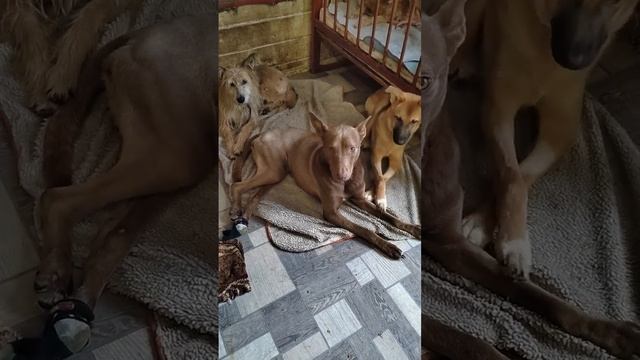 приют в Уфе "дом надежды" смотреть онлайн