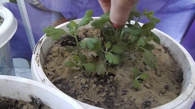 ОБЗОР ПОРОСЛИ МАТОЧНИКОВ ХРИЗАНТЕМ ДЛЯ ЧЕРЕНКОВАНИЯ. смотреть онлайн