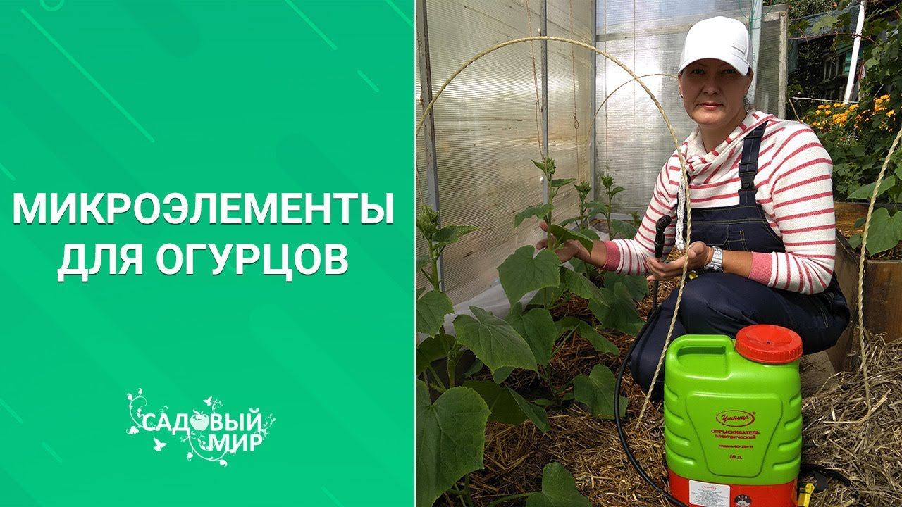 Спасаем огурцы от голода! Подкормка по листу! Как правильно смотреть онлайн